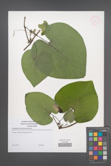 Aristolochia manshuriensis [KOR 52815]