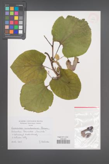 Aristolochia manshuriensis [KOR 43849]