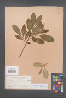 Aronia ×prunifolia [KOR 348]
