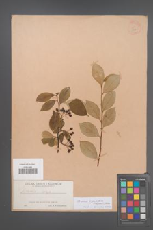 Aronia ×prunifolia [KOR 347]
