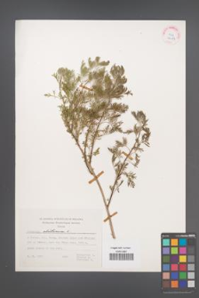 Artemisia abrotanum [KOR 24973]