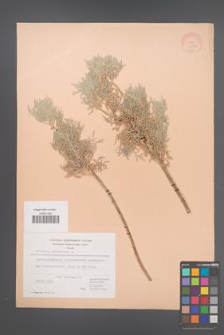 Artemisia arborescens [KOR 21164]