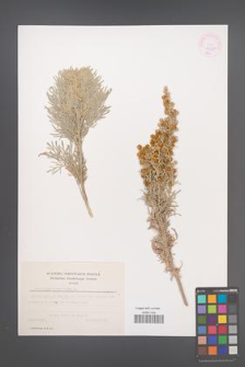 Artemisia arborescens [KOR 44978]