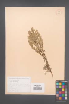 Artemisia caerulescens [KOR 11950]