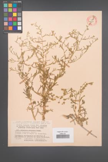 Artemisia eriocarpa [KOR 11948]