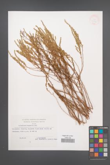 Artemisia hispanica [KOR 33074]