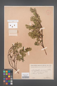 Arctostaphylos uva-ursi [KOR 1660]