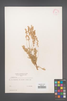 Artemisia [KOR 11941]