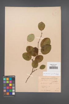 Amelanchier spicata [KOR 11689]