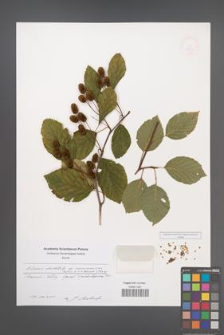 Alnus alnobetula [KOR 48926]