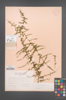 Asparagus acutifolius [KOR 11957]