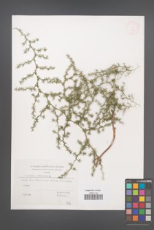 Asparagus acutifolius [KOR 32553]