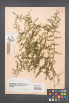 Asparagus acutifolius [KOR 11956]