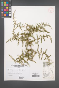 Asparagus acutifolius [KOR 41006]