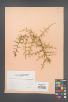 Asparagus acutifolius [KOR 23632]