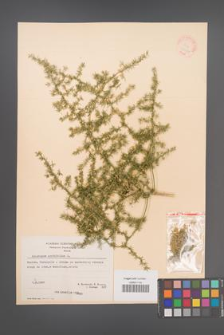 Asparagus acutifolius [KOR 21166]
