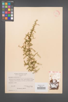 Asparagus acutifolius [KOR 21165]