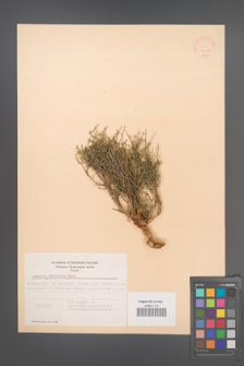 Asperula brevifolia [KOR 21162]