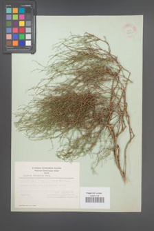 Asperula brevifolia [KOR 21160]