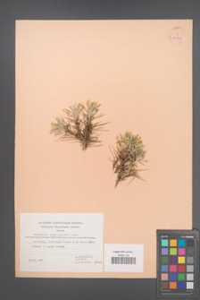 Astragalus angustifolius [KOR 30705]