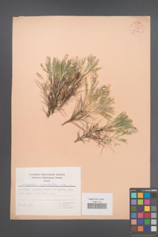 Astragalus angustifolius [KOR 54816]
