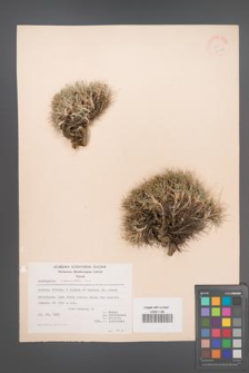 Astragalus angustifolius [KOR 21178]