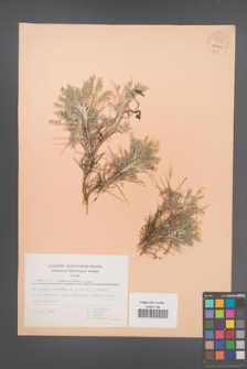 Astragalus angustifolius [KOR 54817]