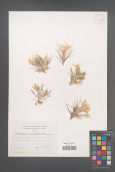 Astragalus angustifolius [KOR 30705a]