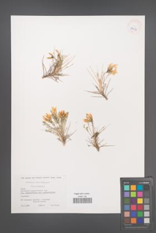 Astragalus angustifolius [KOR 39494]