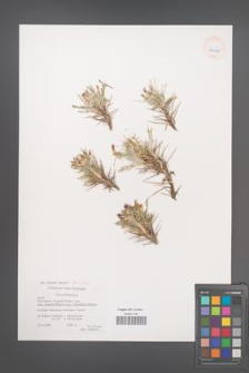 Astragalus angustifolius [KOR 39499]