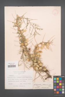 Astragalus glaucacanthus [KOR 11974]