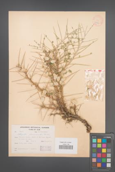 Astragalus glaucacanthus [KOR 11976]