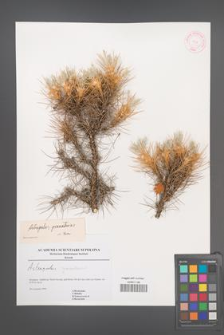 Astragalus granatensis [KOR 45159]