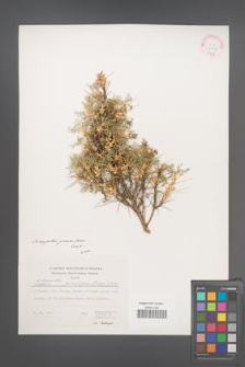Astragalus gumniferus [KOR 30927]