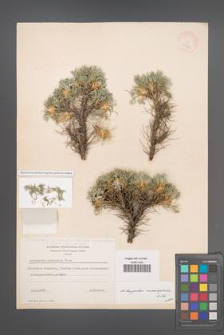 Astragalus microcephalus [KOR 11980]