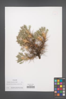 Astragalus arnacantha [KOR 49909]