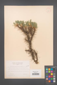 Astragalus caucasicus [KOR 11978]