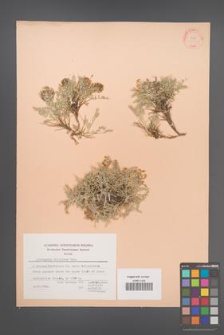 Astragalus sirinicus [KOR 22618]