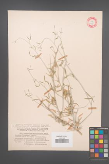Astragalus unifoliolatus [KOR 11986]
