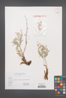 Astragalus [KOR 45499]