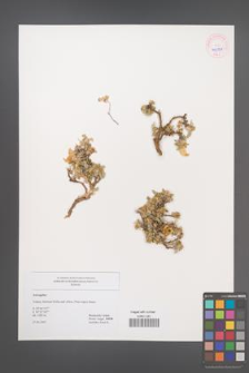 Astragalus [KOR 45501]
