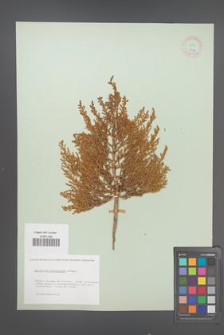 Salicornia ramosissima [KOR 18736]