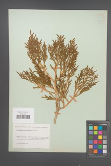 Salicornia ramosissima [KOR 18735]