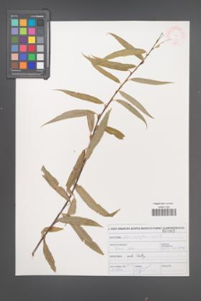 Salix acutifolia [KOR 47102]