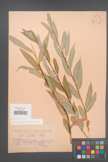 Salix acutifolia [KOR 23904]