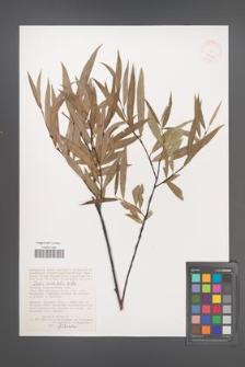 Salix acutifolia [KOR 38648]