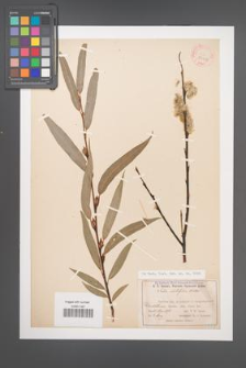 Salix acutifolia [KOR 23907]