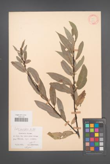 Salix acutifolia [KOR 18754]
