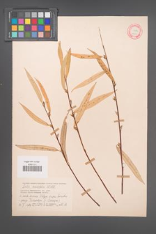 Salix acutifolia [KOR 18759]
