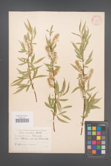 Salix acutifolia [KOR 18756]
